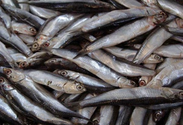 Tajikistan reeling in bumper catch in fish production in 1H2025