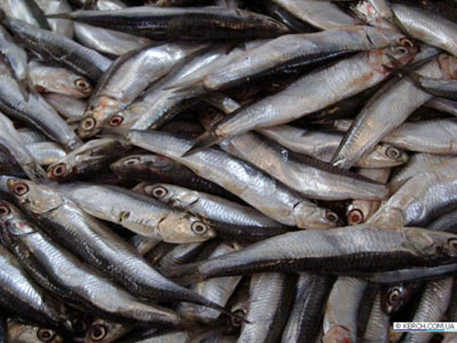 Tajikistan reeling in bumper catch in fish production in 1H2025