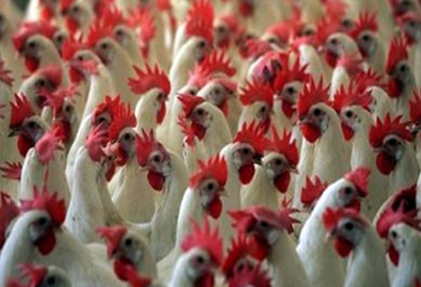Tajikistan opens new poultry farm in nation's Matcha district