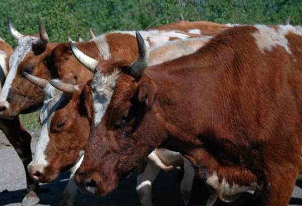 Kazakhstan's Turkestan takes lead in livestock dev't countrywide