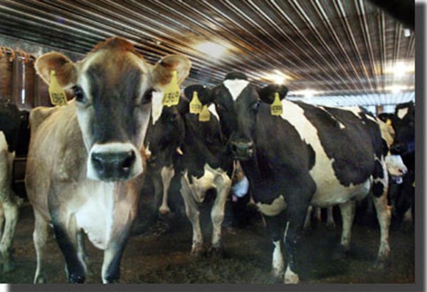 Kyrgyzstan's cow population posts steady growth