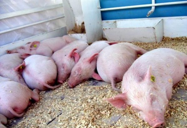 African swine fever hits China farm with 20,000 pigs as risks rise