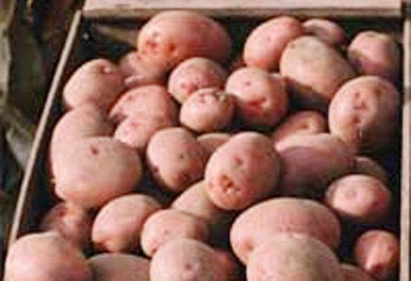 В Узбекистане запретили экспорт сельхозпродукции автотранспортом