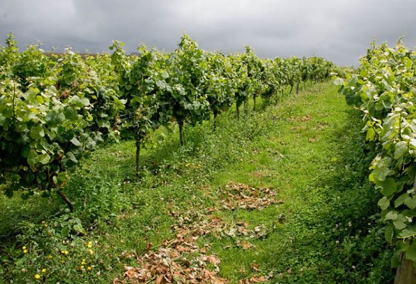 Tajikistan reports higher apricot output