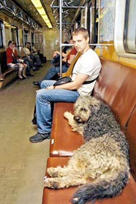 В Баку одичали домашние псы