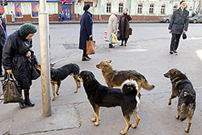 Десятки тысяч бездомных собак терроризируют жителей Кабула