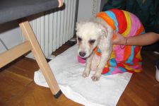 Stray animals will be under protection