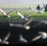 В Азербайджане запрещено использование охотничьего пистолета