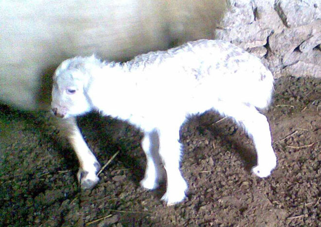 В Азербайджане родился ягненок, у которого три с половиной ноги