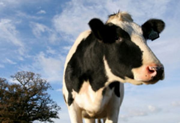 Kyrgyzstan highlights livestock numbers in Osh City for 2025