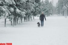 Пурга в Баку, или Cнежные страсти на улицах столицы (фотосессия)