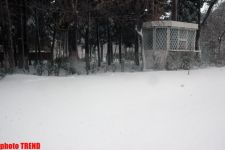 Пурга в Баку, или Cнежные страсти на улицах столицы (фотосессия)