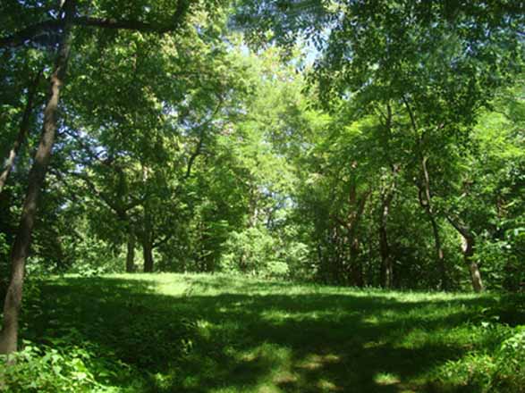 Центральный парк (Нью-Йорк)
