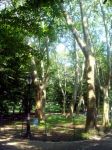 Центральный парк (Нью-Йорк)