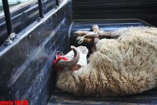 Azerbaijan marks Qurban holiday (PHOTO)
