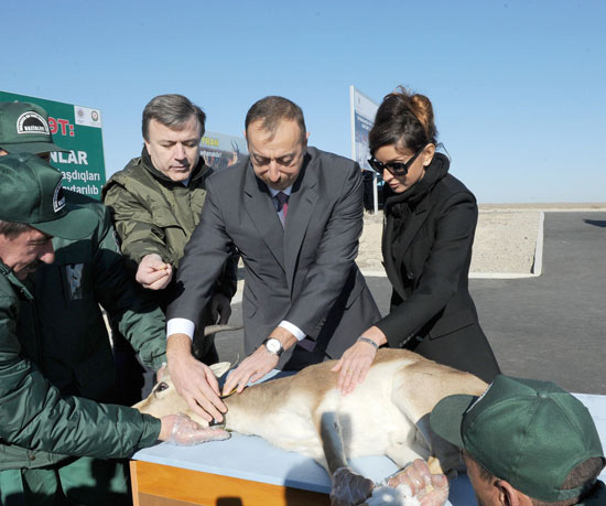 Azerbaijani President watches re-introduction of flock of gazelles to State Reserve (PHOTO)