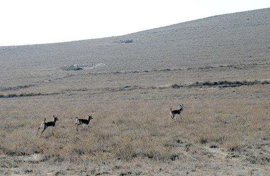 Azerbaijani President watches re-introduction of flock of gazelles to State Reserve (PHOTO)