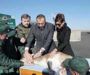 Azerbaijani President watches re-introduction of flock of gazelles to State Reserve (PHOTO)