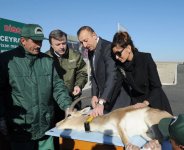 Azerbaijani President watches re-introduction of flock of gazelles to State Reserve (PHOTO)