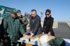 Azerbaijani President watches re-introduction of flock of gazelles to State Reserve (PHOTO)