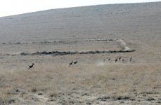 Azerbaijani President watches re-introduction of flock of gazelles to State Reserve (PHOTO)