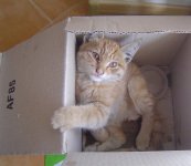 Из-за жесткого обращения с животными в Азербайджане можно будет попасть за решетку (фотосессия)