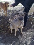 Из-за жесткого обращения с животными в Азербайджане можно будет попасть за решетку (фотосессия)