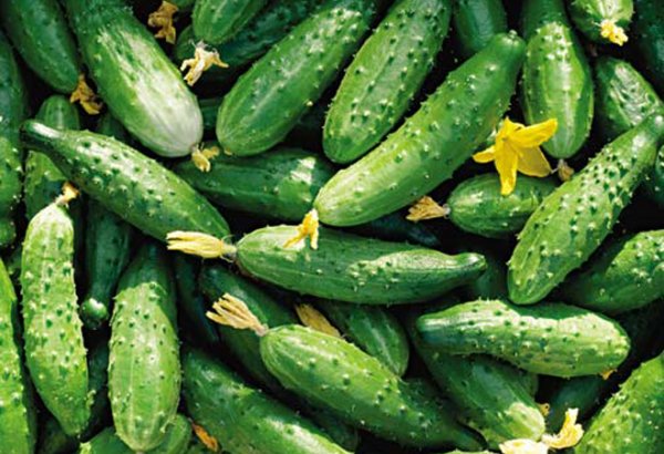 Uzbekistan expands cucumber exports to neighboring markets