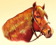 Ох, вы кони, мои кони (фотосессия)