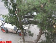 В Баку вырубают "грешников", или Символика дерева (фотосессия)