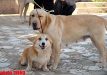 Международная выставка собак в Баку: чау-чау, японский хин, дого аргентино… (фотосессия)