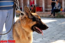 Международная выставка собак в Баку: чау-чау, японский хин, дого аргентино… (фотосессия)