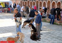 Международная выставка собак в Баку: чау-чау, японский хин, дого аргентино… (фотосессия)