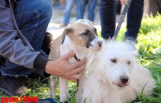 Международная выставка собак в Баку: чау-чау, японский хин, дого аргентино… (фотосессия)