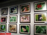 Молодая азербайджанская художница показала свою Страну чудес (фотосессия)
