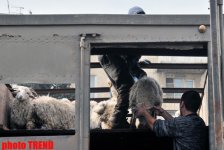 Места продажи баранов в Баку по низким ценам в праздник Гурбан (адреса, фотосессия)