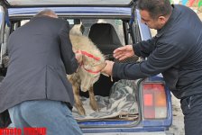 Места продажи баранов в Баку по низким ценам в праздник Гурбан (адреса, фотосессия)