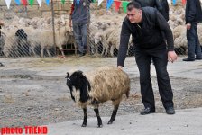 Места продажи баранов в Баку по низким ценам в праздник Гурбан (адреса, фотосессия)