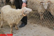 Места продажи баранов в Баку по низким ценам в праздник Гурбан (адреса, фотосессия)