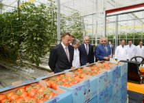 Ильхам Алиев ознакомился с тепличным комплексом ООО "Green Tech" группы компаний "Azərsun Holdinq" (ФОТО)