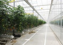 Ильхам Алиев ознакомился с тепличным комплексом ООО "Green Tech" группы компаний "Azərsun Holdinq" (ФОТО)
