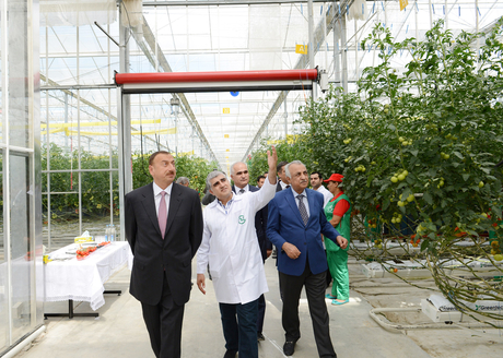 Ильхам Алиев ознакомился с тепличным комплексом ООО "Green Tech" группы компаний "Azərsun Holdinq" (ФОТО)