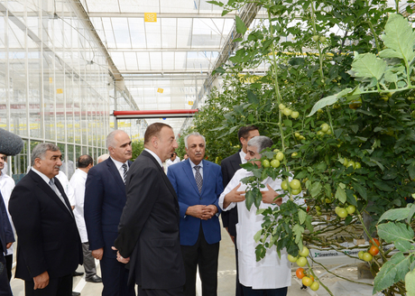 Ильхам Алиев ознакомился с тепличным комплексом ООО "Green Tech" группы компаний "Azərsun Holdinq" (ФОТО)