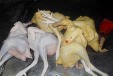 В двух объектах в Баку выявлены грубые нарушения при забое домашней птицы (ФОТО)