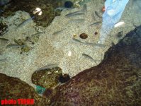Самый большой аквариум Европы глазами азербайджанца - удивительный мир подводного царства (фотосессия)