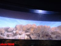 Самый большой аквариум Европы глазами азербайджанца - удивительный мир подводного царства (фотосессия)