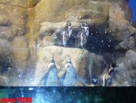 Самый большой аквариум Европы глазами азербайджанца - удивительный мир подводного царства (фотосессия)
