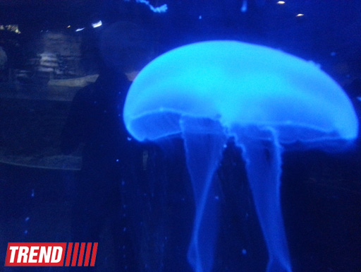 Путешествие по Дубаю: самый большой в мире аквариум - глазами азербайджанца (фотосессия)