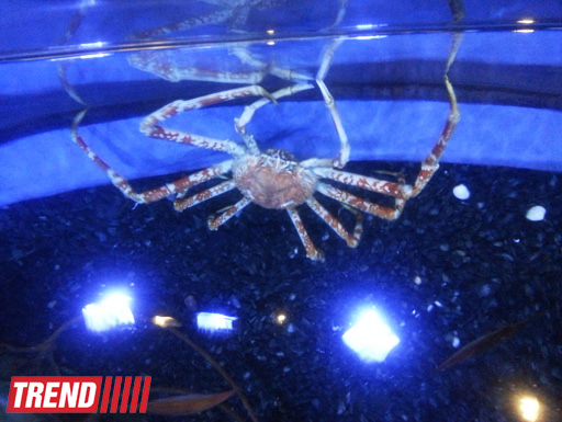 Путешествие по Дубаю: самый большой в мире аквариум - глазами азербайджанца (фотосессия)