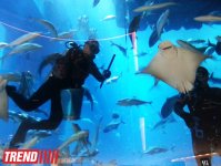 Путешествие по Дубаю: самый большой в мире аквариум - глазами азербайджанца (фотосессия)